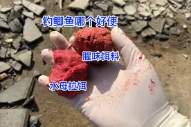 钓鱼王地狱猫，钓鲫鱼真的好用吗，跟水母拉饵对比哪个效果更好