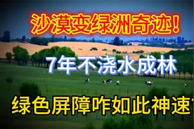 沙漠变绿洲奇迹！7年不浇水成林，绿色屏障咋如此神速视频封面