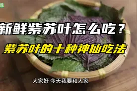 新鲜紫苏叶怎么吃？紫苏叶的十种神仙吃法，学会让你做出好吃美食视频封面
