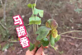 男人冬季进补都喜欢的植物骚羊牯，懂的人还把它当香料，你认识吗视频封面
