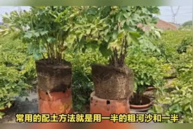 盆栽牡丹花的养殖方法和注意事项，如何养护好牡丹花盆栽视频封面