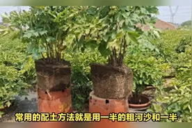 盆栽牡丹花的养殖方法和注意事项，如何养护好牡丹花盆栽视频封面