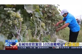 河南民权：盐碱地变致富田，10万亩葡萄迎丰收视频封面