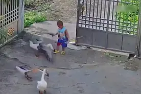 男童被自家大鹅追咬爷爷上前解救 网友：大鹅当晚就上了餐桌视频封面