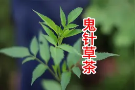 神奇的东方草本“鬼针草”应用广泛，手工炒制成茶味道惊人