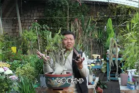 沙漠玫瑰老桩，掌握几个“要点”，无叶开爆才漂亮视频封面