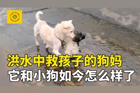 跳进洪水中救小狗的流浪狗妈妈，它现在的模样，你绝对想不到视频封面