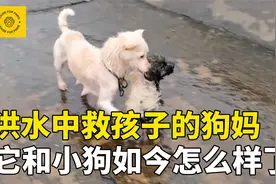 跳进洪水中救小狗的流浪狗妈妈，它现在的模样，你绝对想不到视频封面
