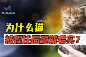 解密猫咪“点穴”之谜:为什么猫被捏住后颈就老实？