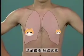 肺的位置和外形