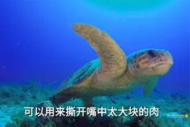 国内最强单体水族馆？上海海洋水族馆 海水篇