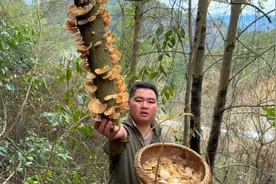 冬天一种枯树上面会长很多蘑菇，非常好吃，你们见过这种蘑菇吗？