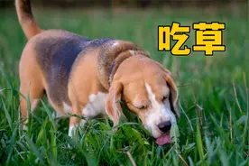 狗狗们自带中医系统？视频封面