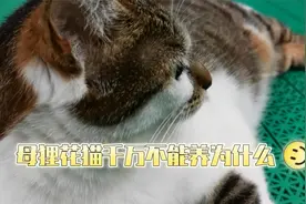 有“中华神猫”美誉的狸花猫非常优秀，但母狸花千万不能养为什么视频封面