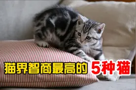 智商最高的5种猫，有你家那位吗？视频封面