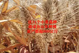 这11个超高产小麦品种，都适合在山东种植，亩产都超过800公斤视频封面