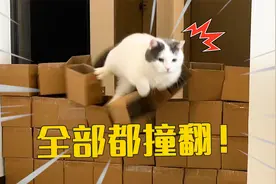 说好的猫咪跳高测试，又成破坏力测试了！视频封面
