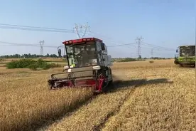 河南唐河小麦开镰！收购站实拍：今年价格涨了？农民收益大公开视频封面