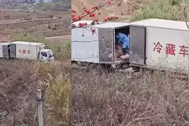 网友曝两冷藏车荒山野岭中偷偷搬运死猪，离很远都很臭，当地回应视频封面
