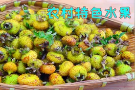 四川农村这种水果被称为维C之王，很多人别说吃，就连见都没见过视频封面