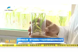 三亚隆平生物获批2个农业农村部转基因生物安全证书视频封面