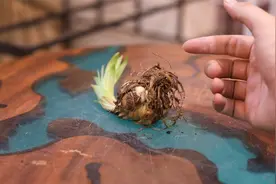 家庭阳台可以种什么花呢？园艺师教你，种百合花，寓意吉祥还芳香视频封面