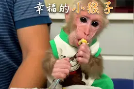 一只幸运的小猴子，被善良小哥收养后，过上了无忧无虑的幸福生活视频封面