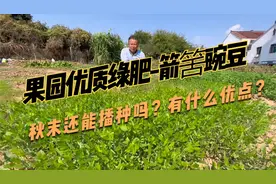 箭筈豌豆在果园做绿肥，秋末后还可以播种吗？有什么价值？