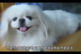 中华田园犬之京巴，历视频封面