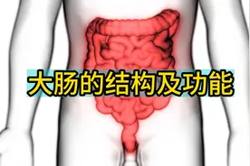 大肠的结构及功能
