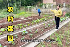 农村菜园子也要干净整洁，这样铺设菜沟板之后，效果真是太漂亮了