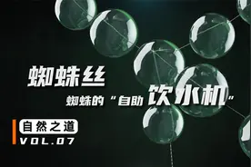 坚韧的蜘蛛丝，是如何帮蜘蛛取水的？视频封面