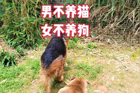 古人为什么说男不养猫女不养狗，真相解密视频封面