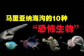 生活在马里亚纳海沟的10种“恐怖生物”，万米深海下的致命杀手！