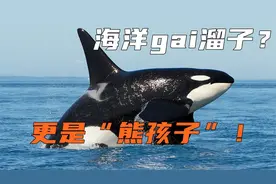 大象萌宠丨虎鲸近年频繁袭击船只，科学家：未成年，吃饱无聊视频封面