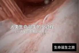 一次性看完生命诞生的全过程，真的很神奇生命诞生分娩科普