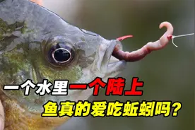 鱼真的爱吃蚯蚓吗？科学家发现，原来鱼喜欢的并不是蚯蚓的味道