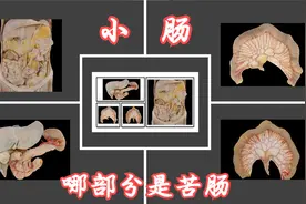 小肠：哪部分是苦肠呢？