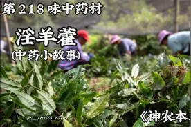 淫羊藿，今天讲讲淫羊藿的故事