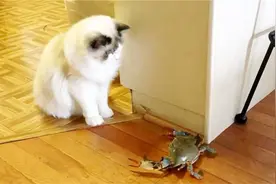 猫咪遇上螃蟹会发生什么？看完千万忍住别笑，镜头记录下精彩瞬间