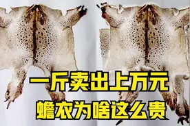 癞蛤蟆蜕下的蟾衣，一斤能卖上万元，为啥在野外很难遇到？视频封面