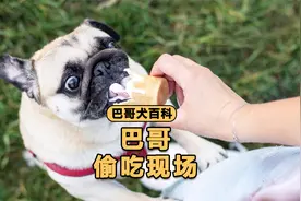 偷吃被抓到的巴哥，会有什么下场？