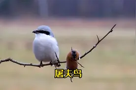 伯劳鸟号称屠夫鸟 肉食性鸟类 猎杀小鸟视频封面