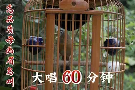 高品质母画眉鸟叫，大唱60分钟，无任何杂音，太好听了！