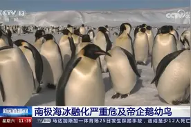 南极海冰融化严重危及帝企鹅幼鸟视频封面