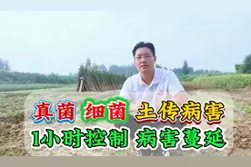 作物出现病害如何有效防治？万能杀菌剂配方防治真菌细菌、土传等视频封面