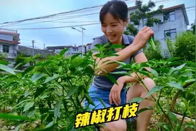 辣椒光杆采摘奇迹！3天速成够吃一顿，种植技巧大公开