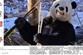 “人教版”熊猫火到国外，百万老外看他掰竹子，老外：太可爱了！视频封面