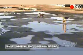 洪水过后，狗狗不仅安全回来了，还把丢失的大鹅带回来了视频封面