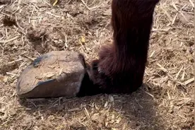 师傅进圈修跪行蹄，旁边两头毛驴旁若无人谈恋爱，它们毕竟是牲畜